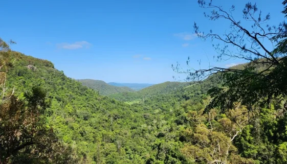 Kondalilla Falls