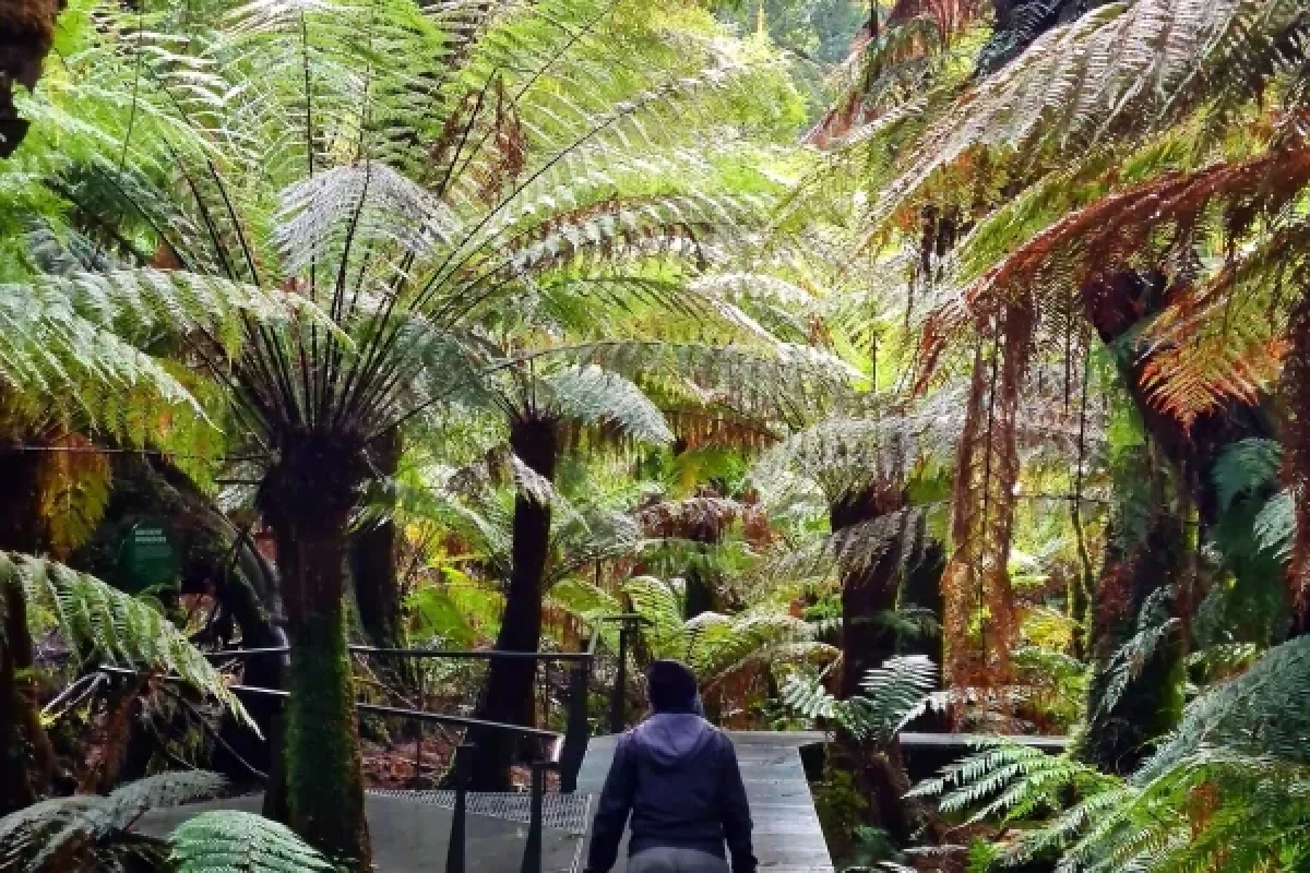 Maits Rest Rainforest Walk