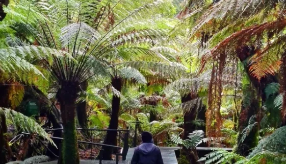 Maits Rest Rainforest Walk